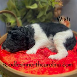 Wish - Parti male Poodle puppy in Greenville, North Carolina from Grace Poodles