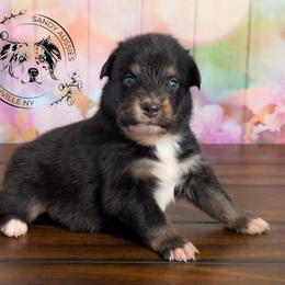 Sicily - Black tri-color female Australian Shepherd puppy in Fultonville, New York from Sandy Aussies & Pomeranians