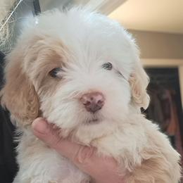 Ty, Parti Boy - Brown and white male Bernedoodle puppy in Lafayette, Alabama from Williams Lake Doodles