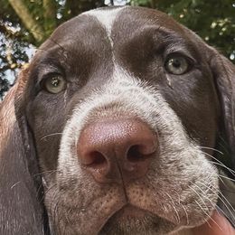 German Shorthaired Pointer Puppies from Edelmarke GSPs Reg’d