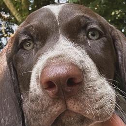 German Shorthaired Pointer Puppies from Edelmarke GSPs Reg’d