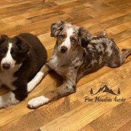 Australian Shepherd Puppies from Pine Mountain Aussies