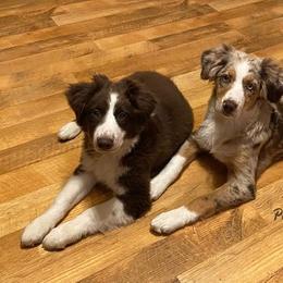 Australian Shepherd Puppies from Pine Mountain Aussies