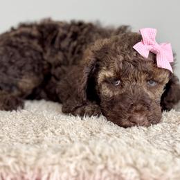 Pink - Sable female Poodle puppy in Twin Lake, Michigan from Paige's Poodles