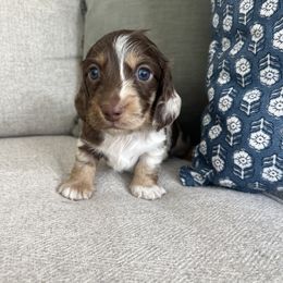 Dachshund Puppies from Southern Pearl Doxies