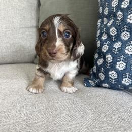 Dachshund Puppies from Southern Pearl Doxies