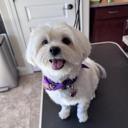 Lily - Maltipoo