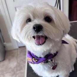Lily - Maltipoo