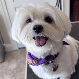 Lily - Maltipoo