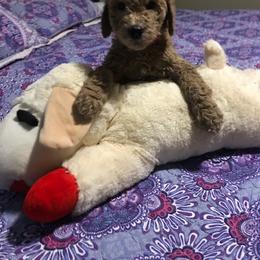 Goldendoodle Puppies from Da Ruba Doodles