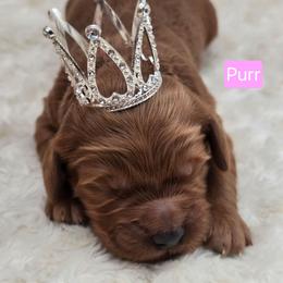 Purr - Red  female Goldendoodle puppy in Neillsville, Wisconsin from Granton Creek
