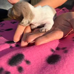 Rosie - Dapple female Dachshund puppy in Wappapello, Missouri from Kandb Dachshunds