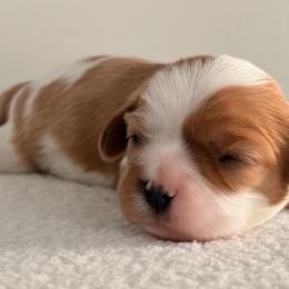 Honey AKC - Blenheim female Cavalier King Charles Spaniel puppy in Katy, Texas from True Heart Cavaliers LLC