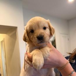 Female pick 6 - Light golden female Golden Retriever puppy in Colville, Washington from Columbia Ridge Goldens