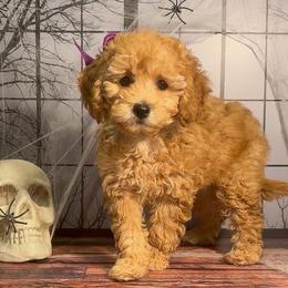 Twilight Sparkles (Purple Collar) - Red  female Goldendoodle puppy in Santa Clara, Utah from Desert Dawn Doodles