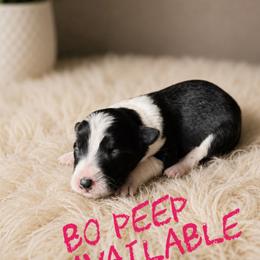 Bo peep - Black female Border Collie puppy in Sanger, California from Flying M Cactus Ranch Buddies