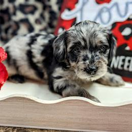 Aussiedoodle, Australian Shepherd, Bernedoodle, Cockapoo, and Poodle Puppies from Sis' Doodles & Poodles