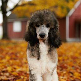 Goldendoodle, Golden Retriever, and Poodle Puppies from Oregon's Oodles of poodles & doodles