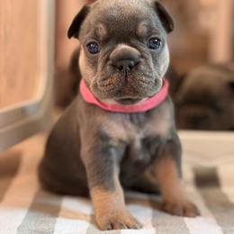 Girl 2 - Black and tan female French Bulldog puppy in Freedom, Pennsylvania from themcfrenchies