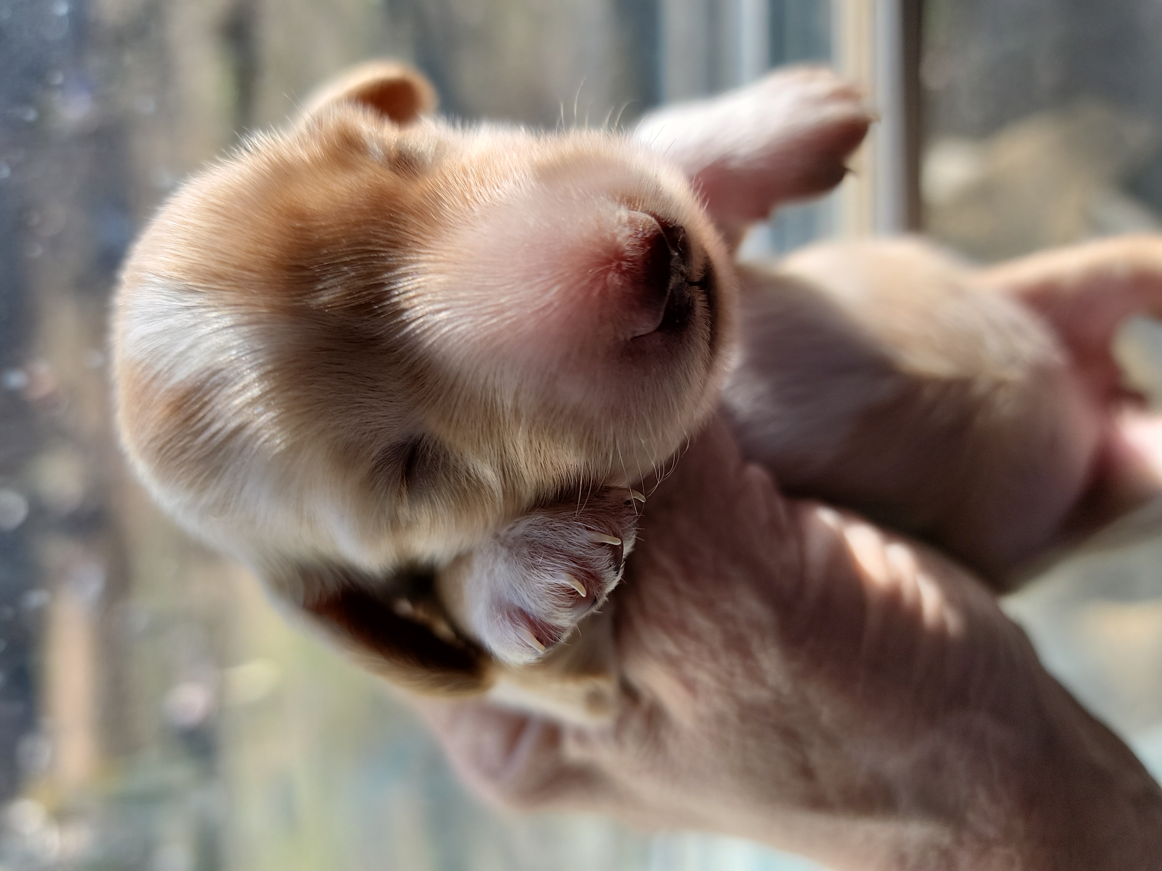 Dachshund Puppies from CLARK'S BREEDING PROGRAM