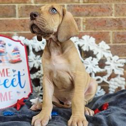 Snitch - Chocolate male Great Dane puppy in Arlington, Texas from Scoober Danes