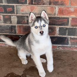 Quigley - Pomsky