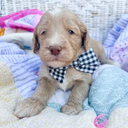 Black collar - Cream male Goldendoodle puppy in San Antonio, Texas from Pasatiempo Ranch