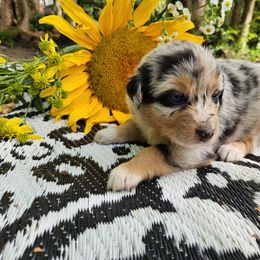 Australian Shepherd Puppies from Resolute Aussies