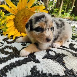Australian Shepherd Puppies from Resolute Aussies