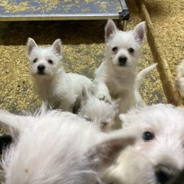 Missy - White female West Highland White Terrier puppy in Blue Hill, Nebraska from BlueBelle's Canine Companions