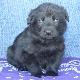 Girl 2 - Black female German Shepherd puppy in Republic, Washington from Von Zobel Haus Kennels