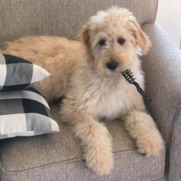 Goldendoodles from Rains Doodles