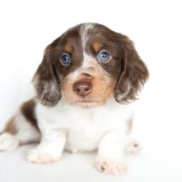 Jake - Dapple male Dachshund puppy in Timpson, Texas from Pine Curtain Miniature Dachshunds