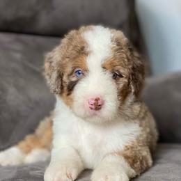 Colorado - Chocolate merle male Bernedoodle puppy in Hudson, Indiana from TurkeyCreek-K9