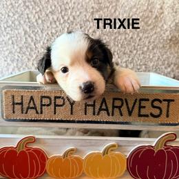 Trixie - Black tri-color female Australian Shepherd puppy in Plympton, Massachusetts from Silverchip Aussies