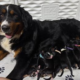 Bernese Mountain Dog puppies from Jena's Blissful Bernese Mountain Dogs
