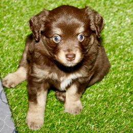 Golden Retriever and Miniature Australian Shepherd Puppies from Raised Right Pups