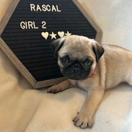 Girl 2 - Fawn female Pug puppy in Norborne, Missouri from Pug Palace