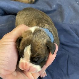 Boy 3 - Boxer puppy in Wichita Falls, Texas from Grammy’s Boxer Babies