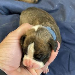 Boy 3 - Boxer puppy in Wichita Falls, Texas from Grammy’s Boxer Babies