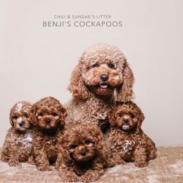 Cavapoo, Cockapoo, and Poodle Puppies from Benji’s Cockapoos