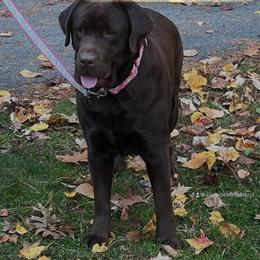 Labrador Retriever puppies from Alley Rock Labradors, LLC