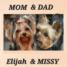 Yorkshire Terrier puppies from Granny's yorkshire Terrier Modesto California