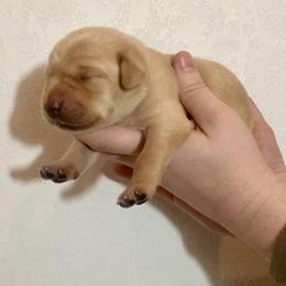 Teal - Yellow female Labrador Retriever puppy in Newaygo, Michigan from Royal Oak Gundogs