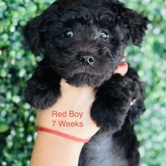 Pumi Puppies from Pimasz Kutya Kennel