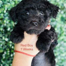 Pumi Puppies from Pimasz Kutya Kennel