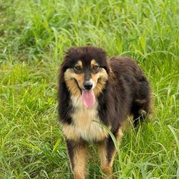 Xena - Australian Shepherd