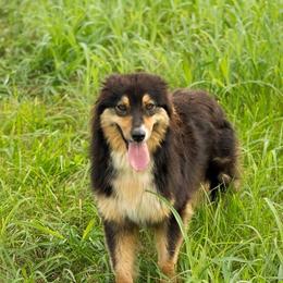 Xena - Australian Shepherd