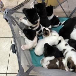 Akita Puppies from Gloe Akita's