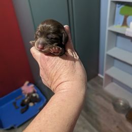 Girl 1 - Chocolate and tan Dachshund puppy in Homosassa, Florida from Foxies Doxies